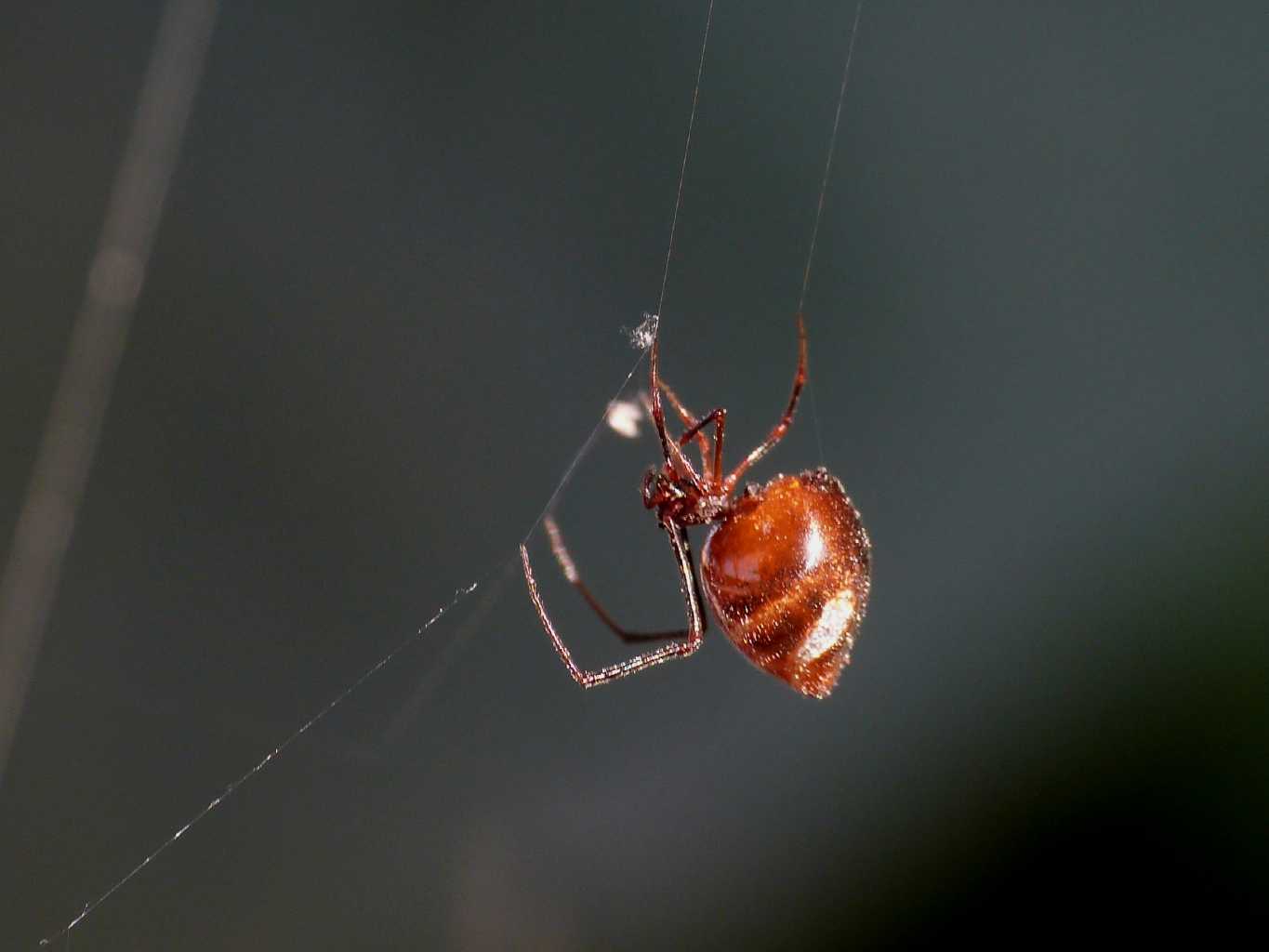 Araneus diadematus - Ostia (RM)